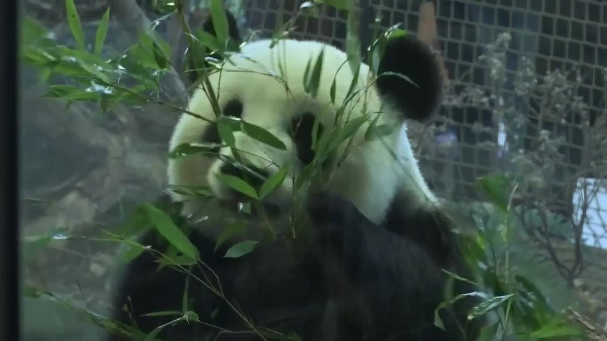 Berlínská zoo představila veřejnosti mláďata pandy velké